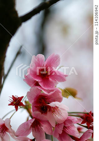 桜 化粧咲きの陽光 (ようこう) 114106942