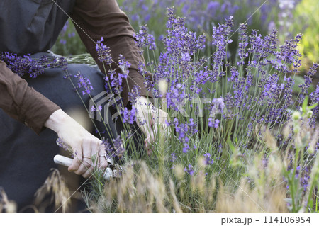girl pruning lavender bush in the garden girl pruning lavender bush in the garden 114106954