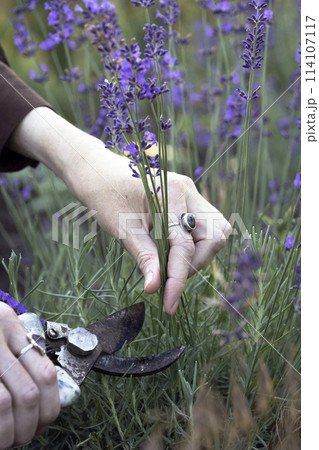 girl pruning lavender bush in the garden girl pruning lavender bush in the garden 114107117