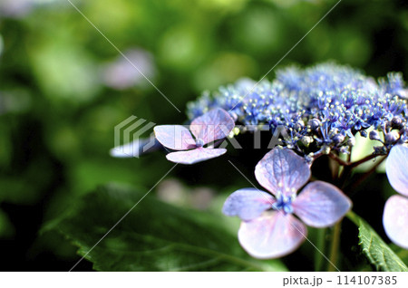 梅雨時期の花　紫陽花 114107385