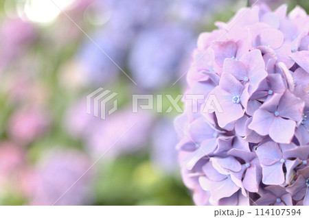 梅雨時期の花　紫陽花 114107594