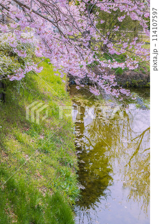 湧水の池と百楽桜【田淵行男記念館】 湧水の池と百楽桜【田淵行男記念館】 114107597