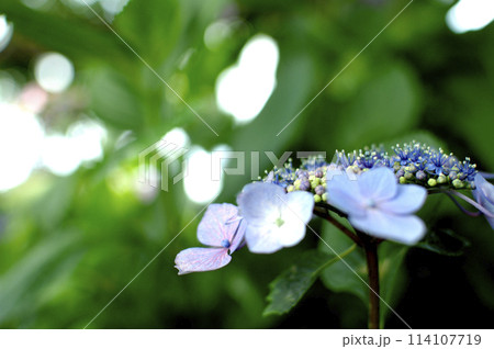 近所のあじさい 近所のあじさい 114107719