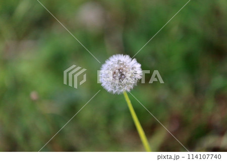 たんぽぽ　綿毛 114107740