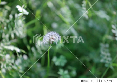 たんぽぽ　綿毛 114107741