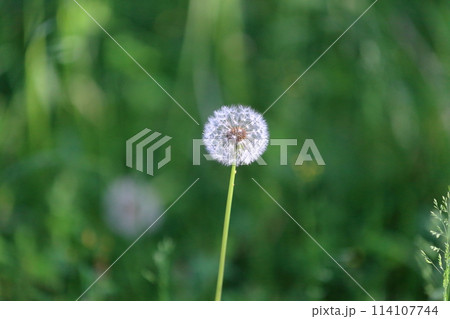 たんぽぽ　綿毛 114107744