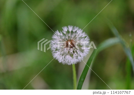 たんぽぽ　綿毛 114107767