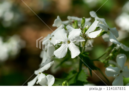 銀扇草(ぎんせんそう)の白花 114107831
