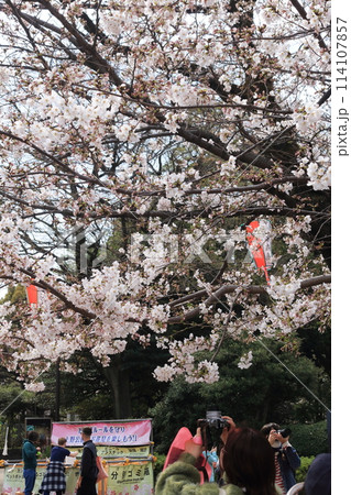 桜を撮る人々 桜を撮る人々 114107857
