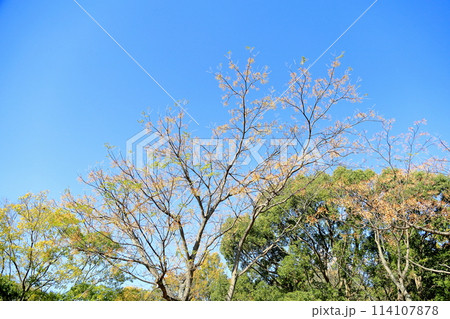 秋の公園　色づくセンダンの実 114107878