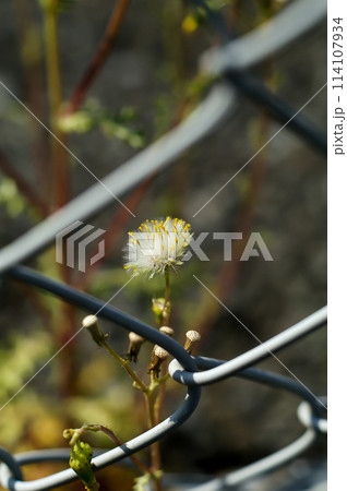 野襤褸菊(のぼろぎく) 野襤褸菊(のぼろぎく) 114107934