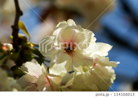 桜 信濃川・やすらぎ堤の化粧咲きの鬱金桜 (うこんざくら) 114108013