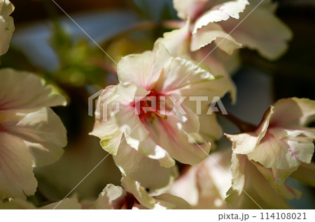 桜 信濃川・やすらぎ堤の化粧咲きの鬱金桜 (うこんざくら) 114108021