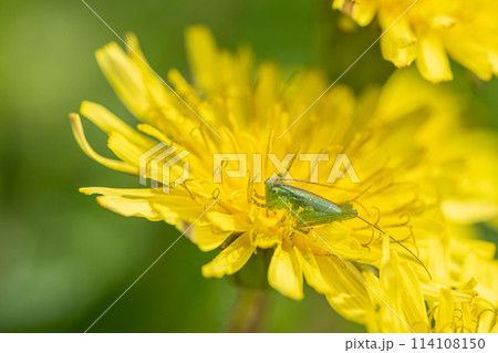 タンポポの花粉を食べるヤブキリ幼虫 タンポポの花粉を食べるヤブキリ幼虫 114108150