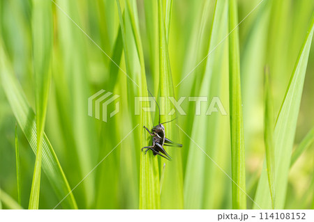 草につかまるヒメギス幼虫 114108152