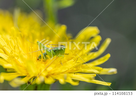 タンポポの花粉を食べるヤブキリ幼虫 114108153