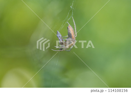 昆虫を捕食するコガネグモダマシ 昆虫を捕食するコガネグモダマシ 114108156