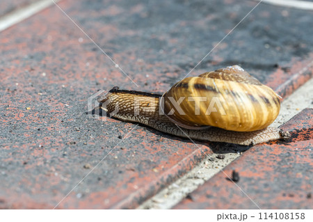 路上を這うカタツムリ（ナミマイマイ） 114108158