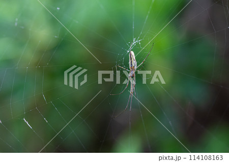 アシナガグモ　 114108163