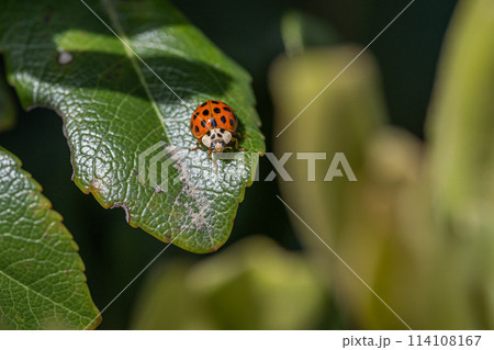 ナミテントウ ナミテントウ 114108167