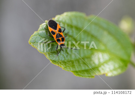 ヒメジュウジナガカメムシ 114108172