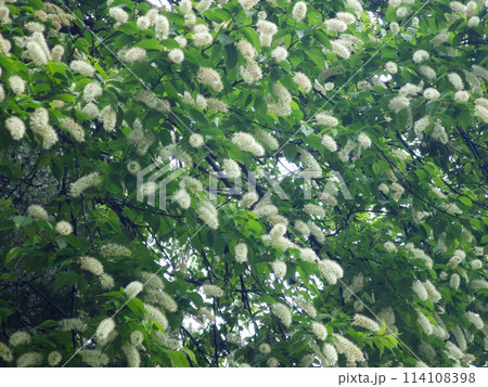 ブラシのような白い花を咲かせたウワミズザクラのクローズアップ 114108398