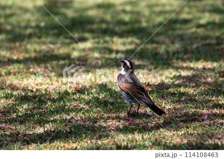 地面を歩くツグミ 114108463