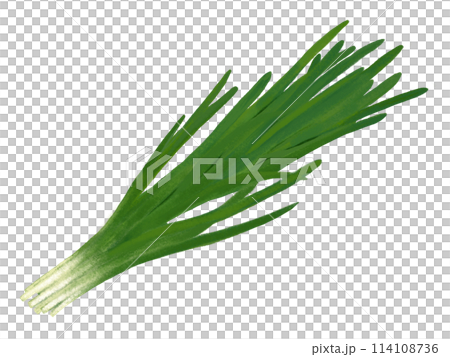 Chinese chive 114108736