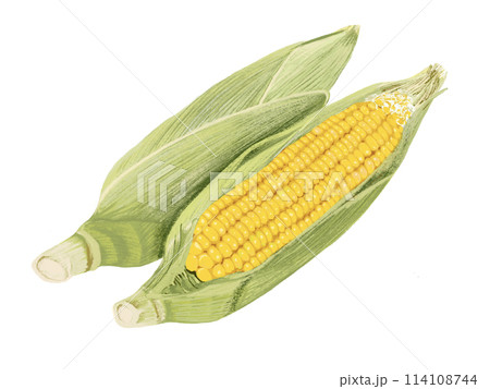 とうもろこし（3本） 114108744