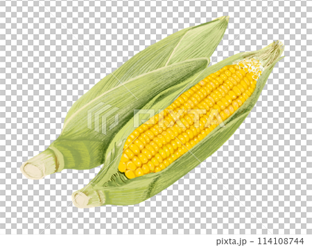 とうもろこし（3本） 114108744