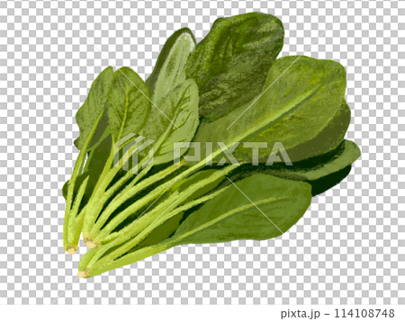 spinach spinach 114108748