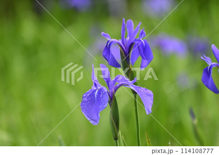 雨に濡れるかきつばた 114108777