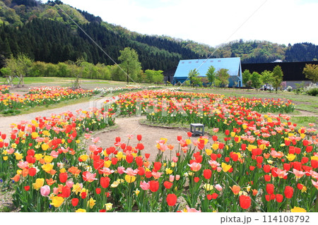 魚沼の里・チューリップ畑 魚沼の里・チューリップ畑 114108792