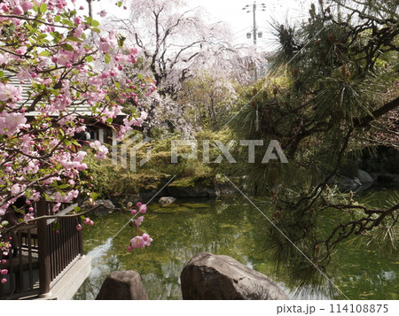 春の目白庭園 114108875