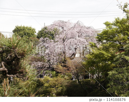 春の目白庭園 春の目白庭園 114108876