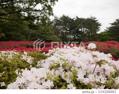 神代植物公園のつつじ 神代植物公園のつつじ 114108881