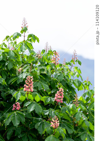 街路樹のベニバナトチノキ 114109120