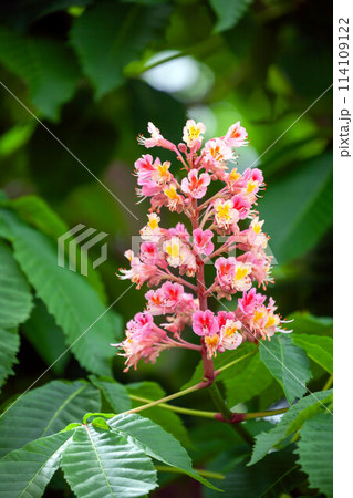 街路樹のベニバナトチノキ 114109122