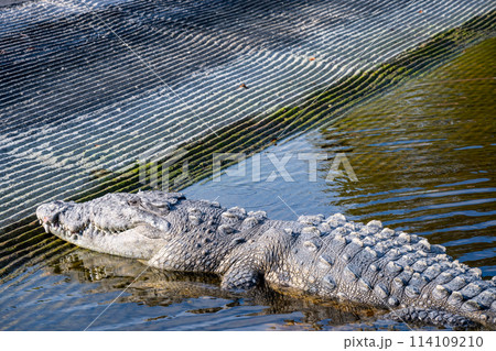 Saltwater crocodile sunning on the boat dock at the Flamingo Marina of the Everglades National Park 114109210
