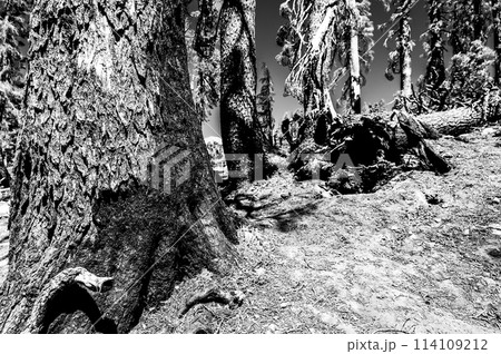 Charred remains in Lassen Volcanic National Park after a forest fire Charred remains in Lassen Volcanic National Park after a forest fire 114109212