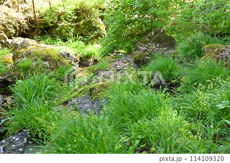 春 新緑の季節 三滝川の水辺 黒山三滝まで林道からの風景      春 新緑の季節 三滝川の水辺 黒山三滝まで林道からの風景      114109320