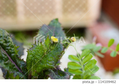 庭に咲くたんぽぽ たんぽぽの花の蕾 庭に咲くたんぽぽ たんぽぽの花の蕾 114109462