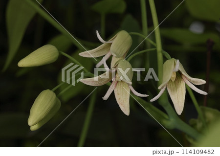 自然　植物　ムベ、花です。春から初夏にかけて葉腋に総状花序を出し数個の花をつけます 114109482