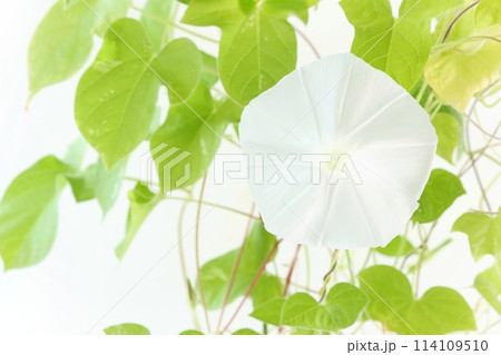 白いアサガオ 明るい背景 花 白いアサガオ 明るい背景 花 114109510
