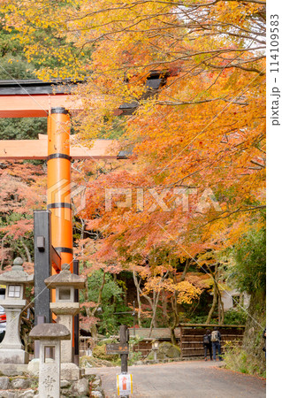 京都市右京区の愛宕街道 嵯峨鳥居本仙翁町 愛宕神社の一の鳥居と紅葉 京都市右京区の愛宕街道 嵯峨鳥居本仙翁町 愛宕神社の一の鳥居と紅葉 114109583