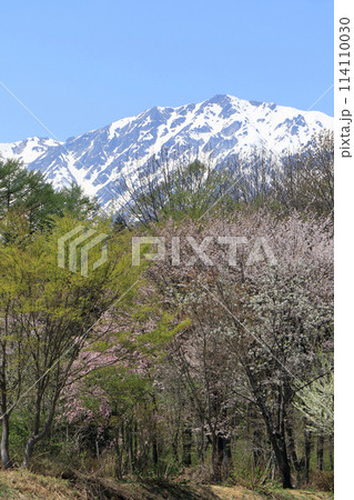 春の白馬岳 114110030