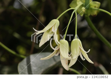 自然 植物 ムベ、四月下旬に開花した花。花柄の先に下向きに開きベルの様な感じ 自然 植物 ムベ、四月下旬に開花した花。花柄の先に下向きに開きベルの様な感じ 114110032