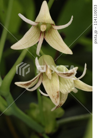 自然　植物　ムベ、花です。花弁が無くクリーム色は萼片。外側三枚が幅広で内三枚が線形、内側に紫色の斑 114110033