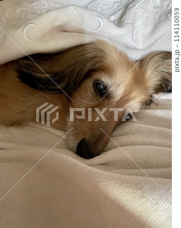 タオルケットに包まれて寝ていた犬 ミニチュアダックス タオルケットに包まれて寝ていた犬 ミニチュアダックス 114110059