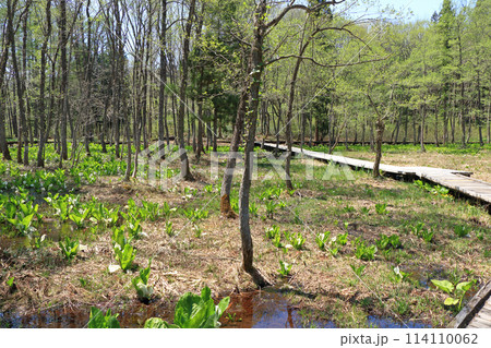 ミズバショウ咲く落倉自然園 ミズバショウ咲く落倉自然園 114110062